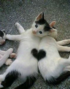 love-cat-1